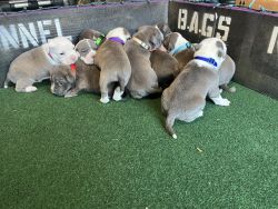 American Standard bully puppies