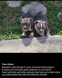 American bully puppy's