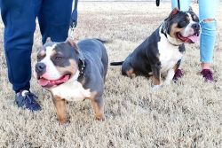 AMKC Registered Bully Puppies