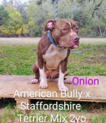 Onion the bully mix