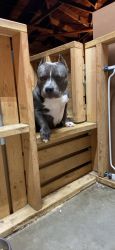 American Bully For Sale