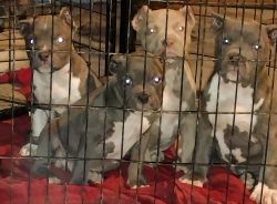 Puppies Ready For Forver Homes