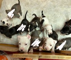 Bully pits for sale