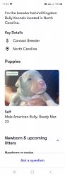 Abkc American Bully Puppies
