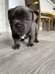 ABKC Registered American Bully Puppy