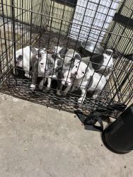 Micro bully puppies