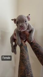 American Micro Bully Puppies