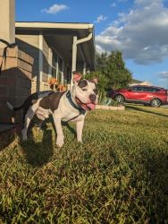 1year old American bully Forever home