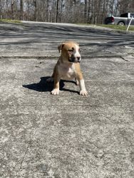BWK Puppies for sale