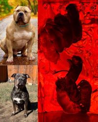 Beautiful XL American Bully Puppies searching for their furever home