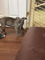 Abkc bullies all blue and blue fawn