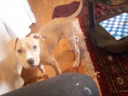 I'm selling 2 puppies blue nose pitties