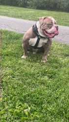 Bully and red nose for sale