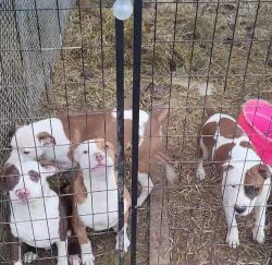 Bully puppies need rehoming