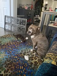 Gorgeous American Bully For Rehoming