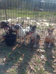 Merle bully puppies