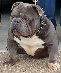 Exotic American bully male for sale!