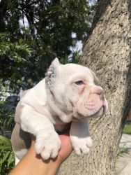 Micro bully Exotic