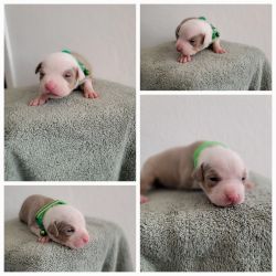 XL BULLIES PUPPIES FOR SALE