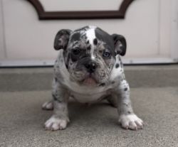 Micro Merle male bully puppy