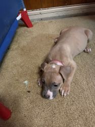 Pit bull (3 females and 2 males)
