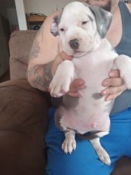 American staffordshire pups for sale