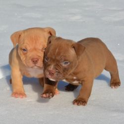 American Bully Puppies For Adoption