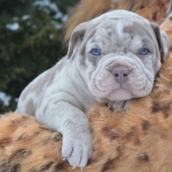 Rehoming pured American bully puppies