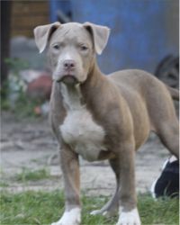 ABKC Bully Pups Available 3males 2 females.
