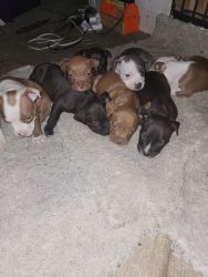 6 week old American Bully Puppies