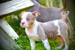 Top blood from American bully breed