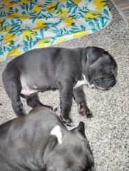 3 American Bully Pups for sale