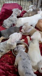 Blue Merle Bullies For Sales Small Rehoming Fee
