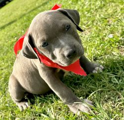 10 pitbull puppies for sale