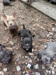 AMERICAN BULLY POCKET Puppies for sale