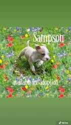 Sampson The American Bully