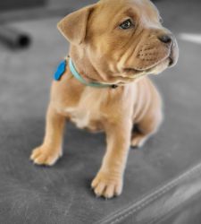 ShownQuality American Bully pup