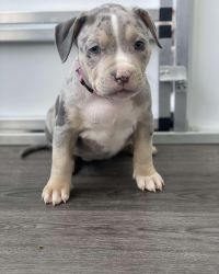 Pocket bully puppies availabe for adoption