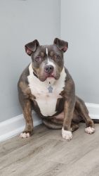 Loveable American Bully