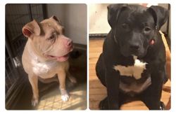 Standard American Bully Females for sale