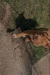 4 month American Bully For sale