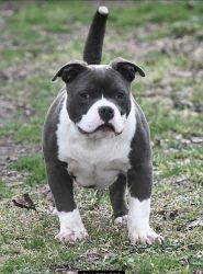 7 Month Old Bully Male
