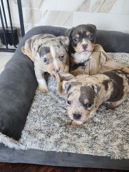 Merle & tri bully pups