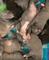 AMERICAN BULLY PUPPIES FOR REHOMING