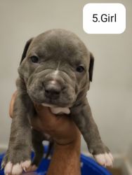 American Bluenose Pitbull Puppies for Sale