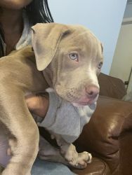 His name is Money he is 3 month he need someone who will love him