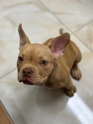 Beautiful Fawn Bully Pup 3 months old