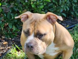 Selling an American blue noise bully