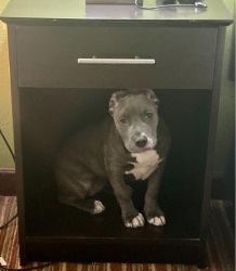 Blue nose bully female 2 years old