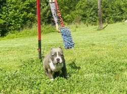 ABKC American Bully Puppies9 Weeks Old-Now Ready